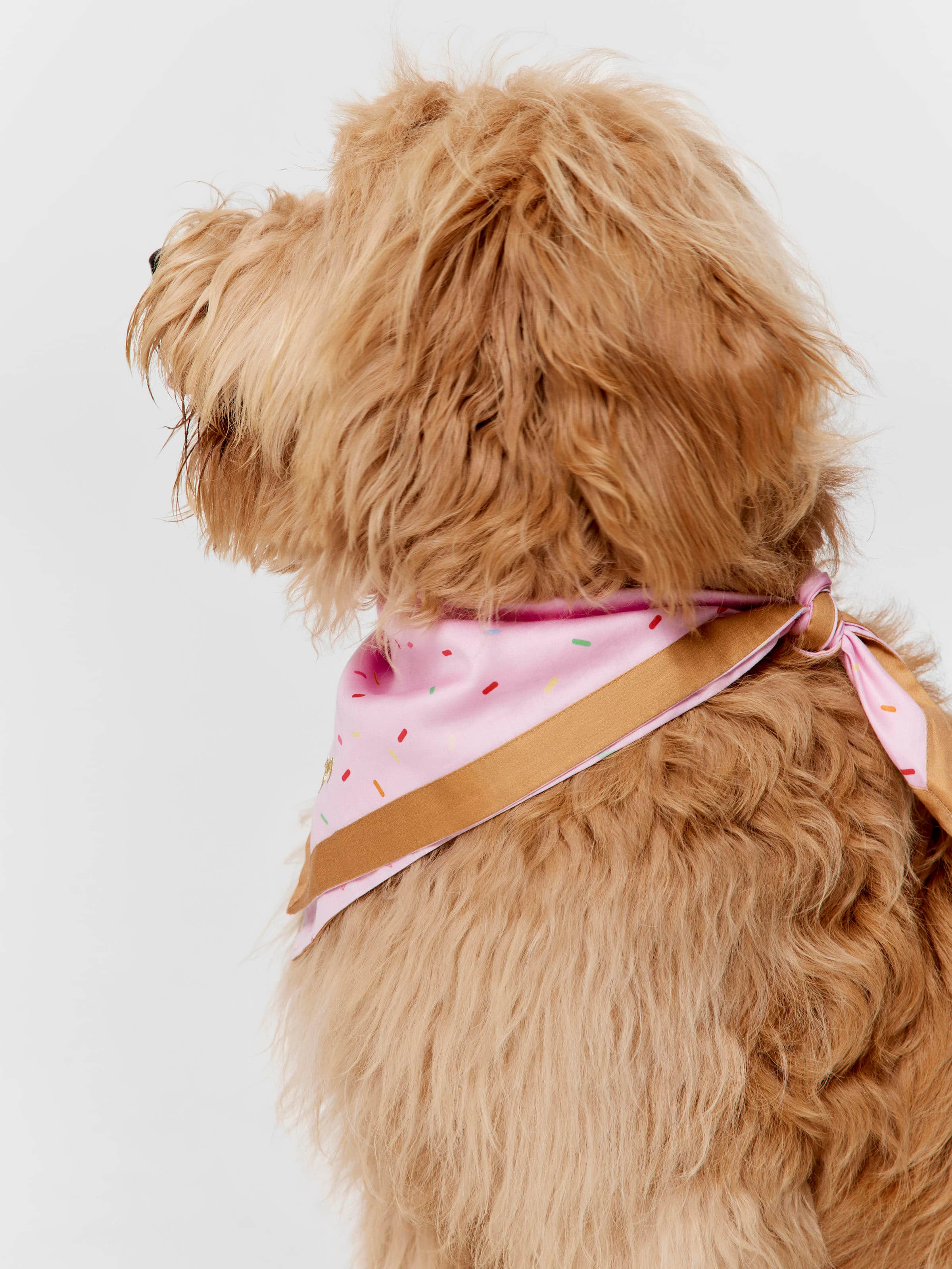 Peter alexander shop dog clothes