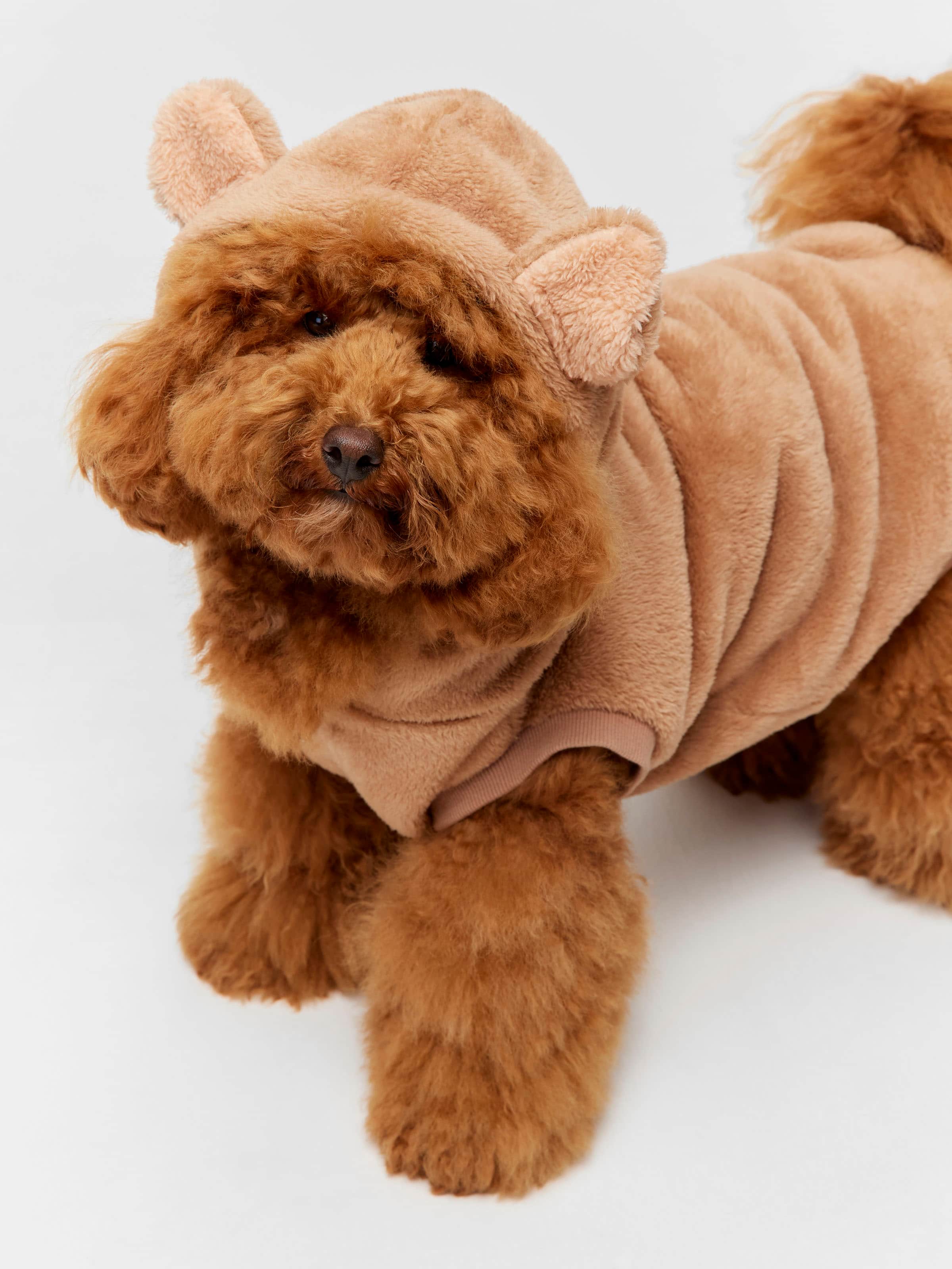 Teddy Dog Hoodie