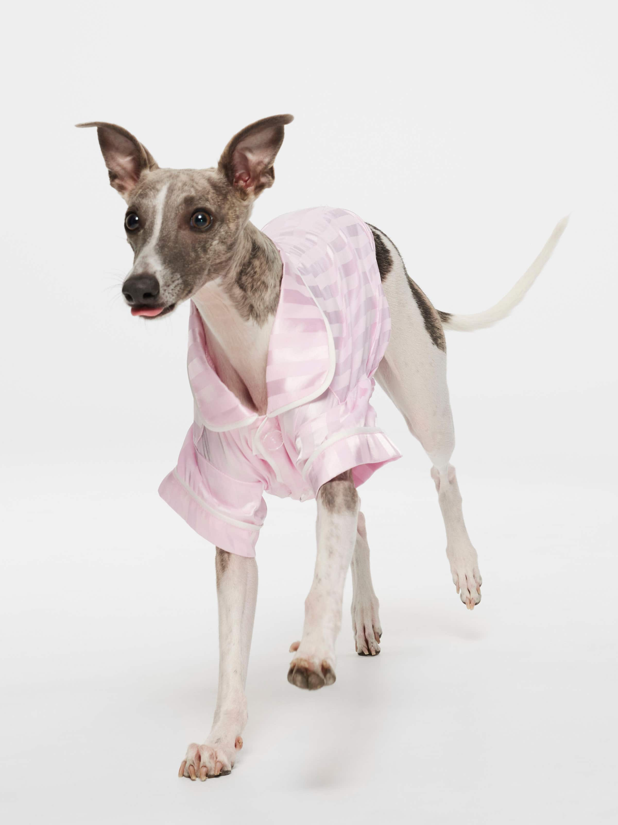 Pink Stripe Satin Doggy Shirt - Peter Alexander Online